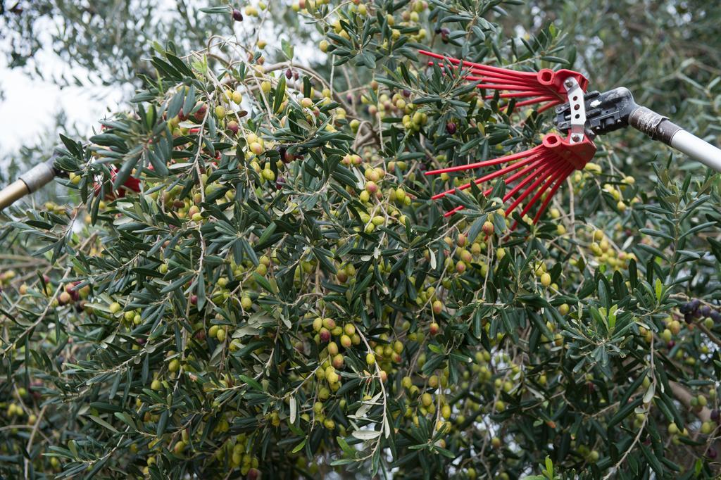 Agriturismo Scalelle Otranto Dış mekan fotoğraf